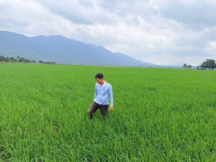 Nông dân xã Đồng Kho trồng lúa giống cung cấp trên địa bàn. (Ảnh: Thanh Hải)
