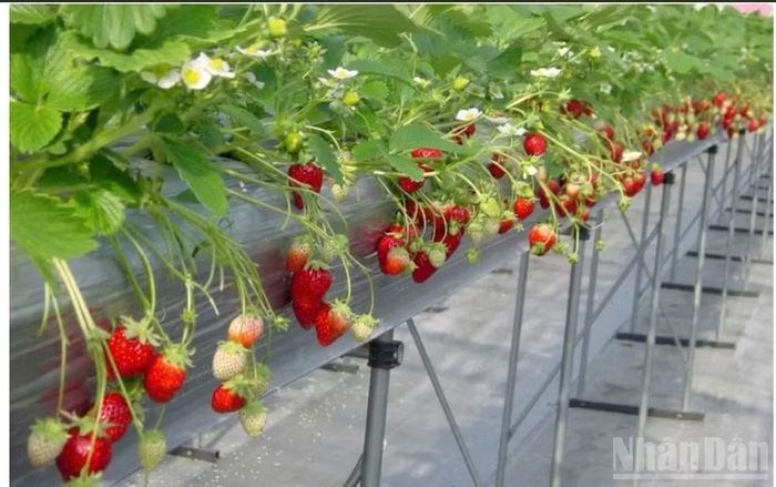 Dâu tây, một trong những nông sản thuộc mô hình kết hợp "Trải nghiệm nông trại-Thưởng thức đặc sản-Mua sắm số hóa tại chỗ qua mã QR". (Ảnh: Hải Linh)