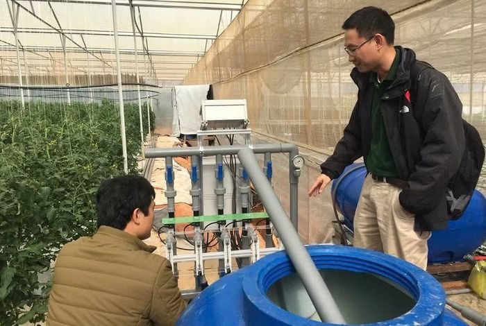 Kỹ sư nông nghiệp vận hành thiết bị cảm biến IoT và ứng dụng số để kiểm soát độ ẩm, nhiệt độ vi khí hậu trong nhà màng. (Ảnh: Hải Linh)