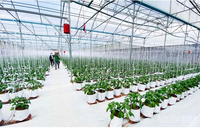 Hệ thống nhà màng, nhà kính nông nghiệp công nghệ cao trải dài trên các sườn đồi tại vùng chuyên canh nông sản Lâm Đồng. (Ảnh Hải Linh)