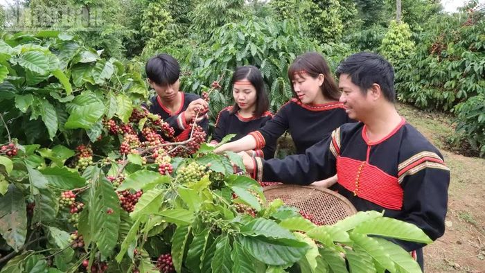 Trồng cà-phê giúp đồng bào các dân tộc thiểu số nâng cao đời sống và phát triển bền vững. (Ảnh: NGUYỄN CÔNG LÝ)