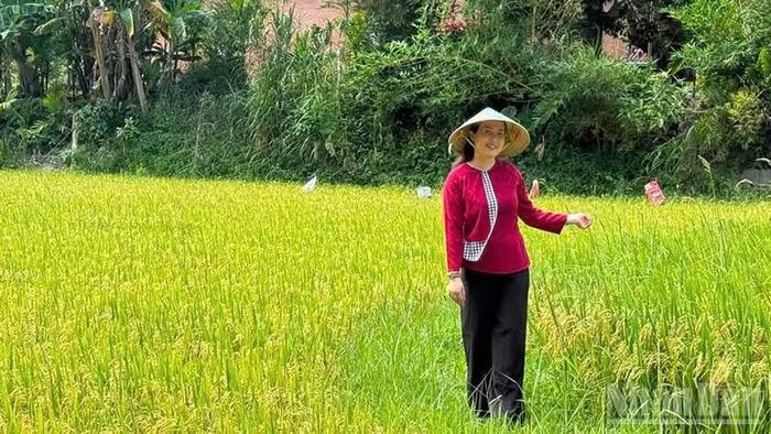 Làng Lộc Yên là một điển hình về văn hóa làng của vùng quê xứ Quảng. (Ảnh: Thạnh Bình)