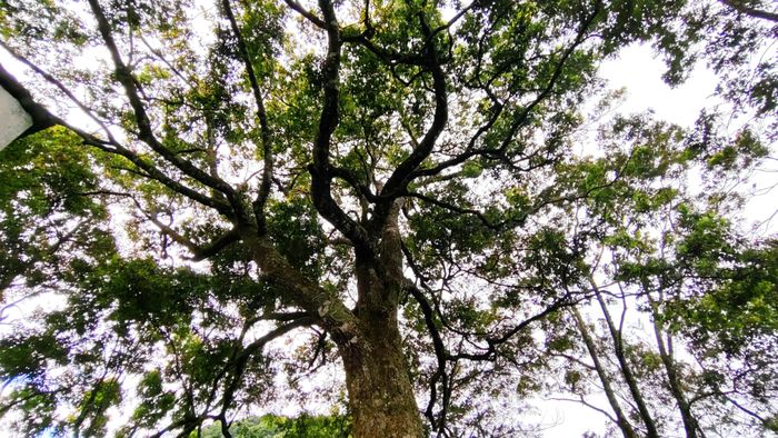  Cành nhánh cây sang trắng rộng lớn, che bóng mát xung quanh 