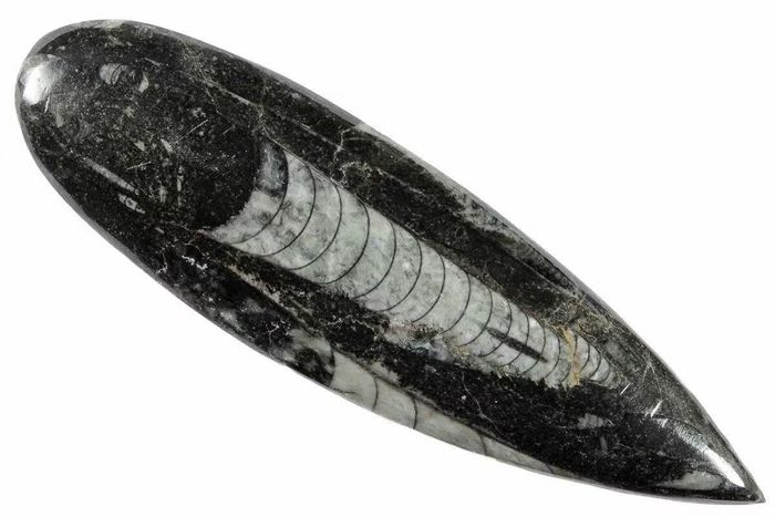 Ảnh: fossilera