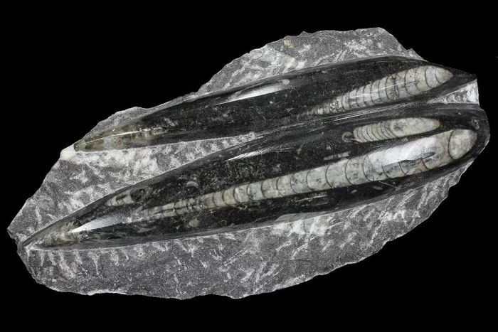 Ảnh: fossilera