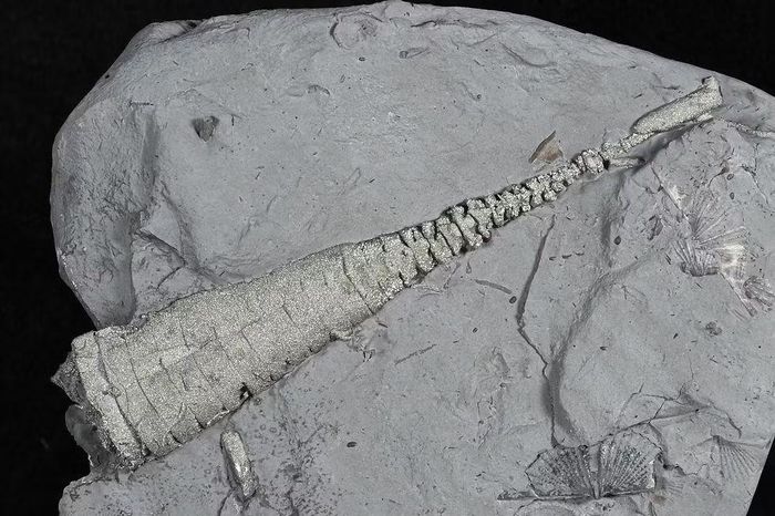 Ảnh: stormbedpaleo