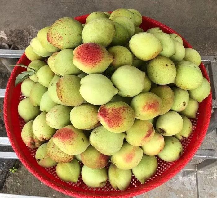 Đào tiên Pác Ả, loại quả đang được thị trường ưa chuộng.