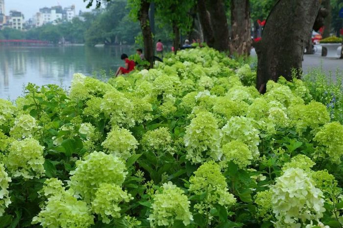 Cẩm tú cầu xanh mang vẻ đẹp dịu dàng, thơ mộng, nằm trong không gian Hồ Gươm yên bình rất dễ để người dân và du khách chụp những bức hình đẹp.