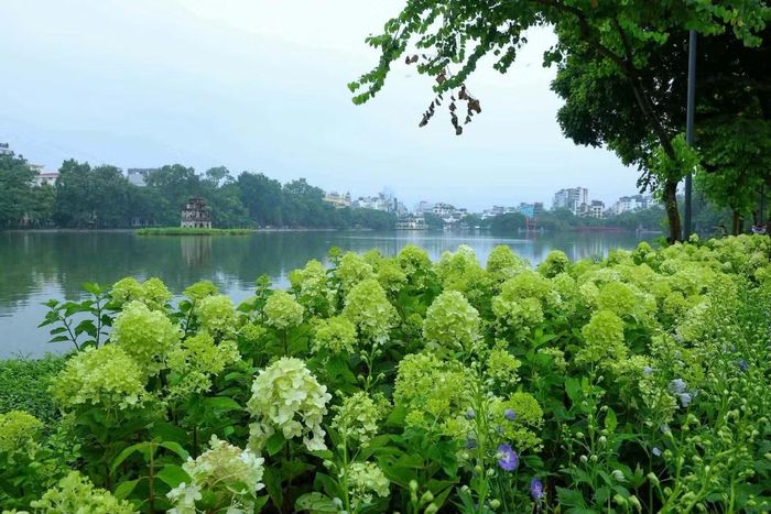 Sắc hoa cẩm tú cầu tưởng chừng chỉ được trồng nhiều ở Đà Lạt đang bung nở rực rỡ giữa lòng Thủ đô tạo nên không gian độc đáo với người dân, du khách.