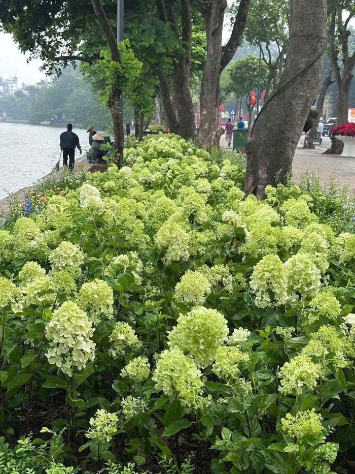Màu xanh lạ mắt nhanh chóng "đốn tim" các nàng thơ ngay từ cái nhìn đầu tiên. Nhiều bạn không kịp lên đồ lung linh vẫn phải check-in liền tay.