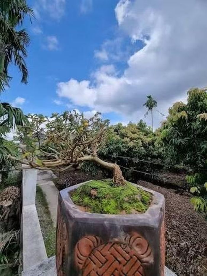 Trong dân gian, loại cây cảnh này còn được dùng để chữa các bệnh như đau nhức, phong thấp, thủy thũng, tiểu tiện khó, khí hư, tiêu hóa kém, bướu giáp, chữa rắn cắn, viêm tuyến vú,…