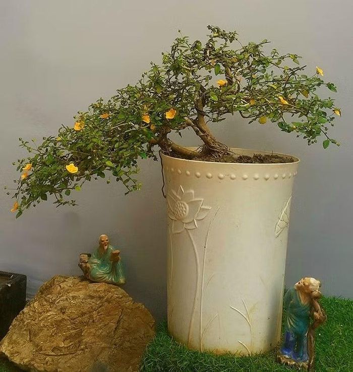 Ý tưởng kinh doanh cây ké bonsai khá lạ lùng, theo chia sẻ từ một người chơi cây cảnh đến từ Đà Nẵng cho biết, xuất phát từ một lần anh lang thang trên Facebook, thấy bài đăng về loại cây này trong một hội nhóm bàn về thực vật. Thấy “vừa lạ, vừa quen”, anh quyết tâm tìm hiểu thử.