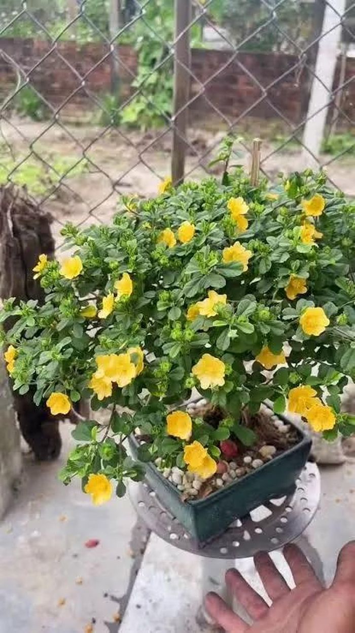 Không chỉ có tác dụng làm cảnh, cây hoa ké còn được dùng làm thuốc. Trong y học cổ truyền, cây cảnh này có tính mát, vị ngọt, có tác dụng trừ phong, lợi thấp, thanh nhiệt, giải độc.