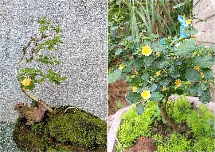 Sở dĩ cây hoa ké được nhiều người ưa chuộng và có giá thành cao là vì nhìn tổng thể kiểng ké trông rất đẹp, thấy được sự gai góc của thân.