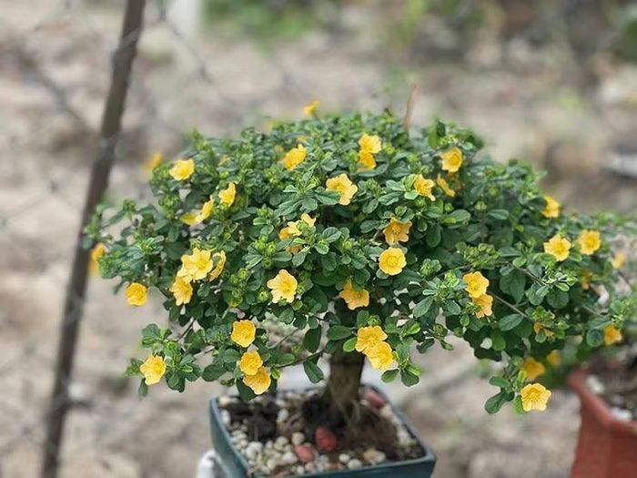 Hoa ké thường nở vào tháng 6 đến tháng 10. Nếu cây đã ra hoa thì ngày nào hoa cũng nở, nhưng thường nở từ 8-9 sáng đến 15 giờ chiều là tàn.