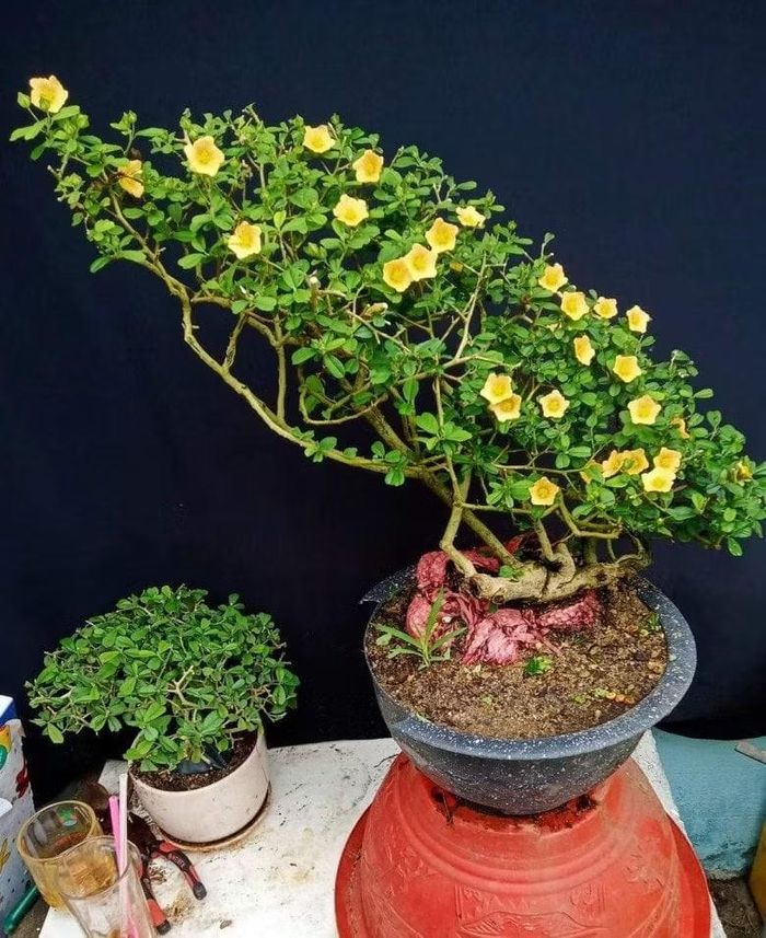 Cũng theo người chơi cây cảnh trên, ây hoa ké trồng càng lâu càng có giá, với những dòng cổ thụ thì giá lên tới 5 - 10 triệu đồng/cây.