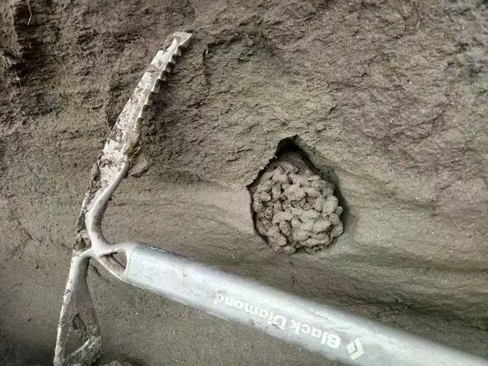 Một cụm phân sóc nhỏ bị đóng băng trong lớp băng vĩnh cửu ở Yukon hàng nghìn năm. Những viên phân này chứa ADN từ hàng trăm loài sinh sống trong hệ sinh thái kỷ Pleistocene.