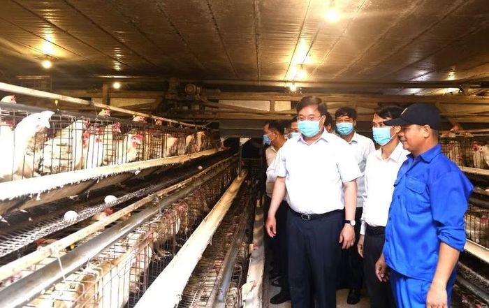 Ông Trần Duy Đông - Chủ tịch UBND tỉnh Phú Thọ thăm mô hình nuôi gà đẻ trứng của gia đình bà Bùi Thị Hằng, xã Hội Thịnh (Ảnh: Hồng Đức).