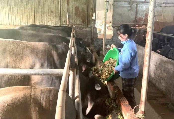 Gia đình chị Hoàng Thị Thanh Hà (xã Dân Chủ) lựa chọn phát triển kinh tế từ chăn nuôi.