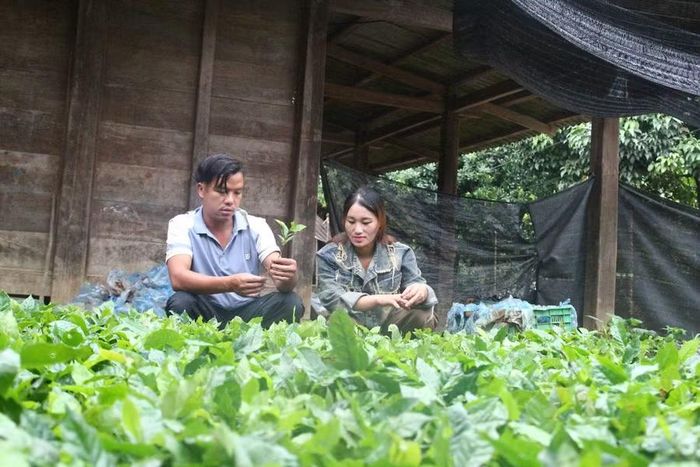 Giàng A Vả hướng dẫn vợ cách chọn cây giống.