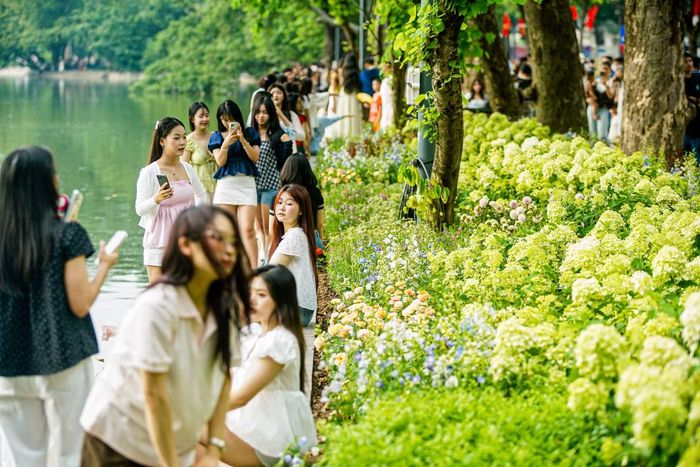 Bờ kè, khu vực bồn hoa cẩm tú cầu hút người dân đến chụp ảnh.