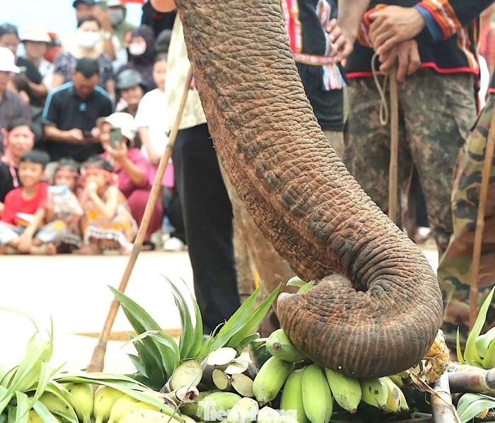 Những chú voi dùng vòi lấy thức ăn và liên tục thưởng thức các món được bày trên bàn tiệc.