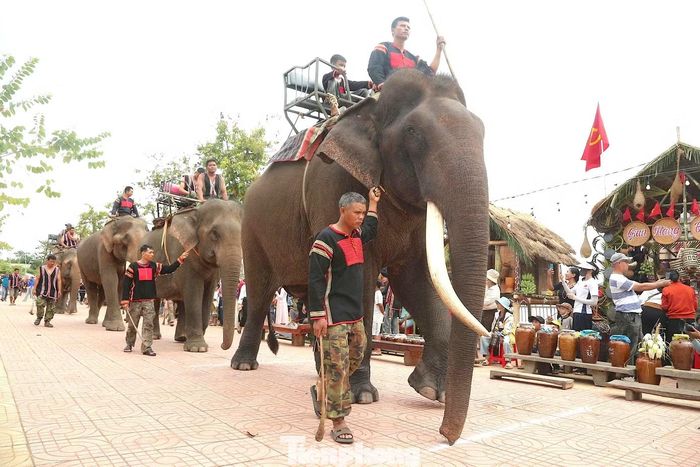  Đoàn voi tạo nên một màn diễu hành mang đậm bản sắc văn hóa﻿ truyền thống của cộng đồng các dân tộc nơi đây. 