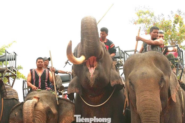 Tại Đắk Lắk, voi không chỉ là hình ảnh gắn với vùng đất này, mà còn hiện diện trong đời sống, ký ức và những sinh hoạt văn hóa của cộng đồng﻿. 