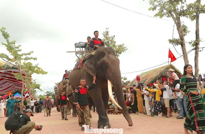  Trong khuôn khổ lễ hội, những chú voi tham gia diễu hành﻿ qua khu vực tổ chức, thu hút sự quan tâm của đông đảo người dân và du khách. 