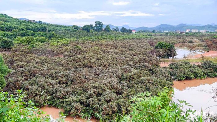 Vườn vải đã thoát nước sau 2 ngày bị ngập nhưng người dân vẫn thấp thỏm lo mất mùa.