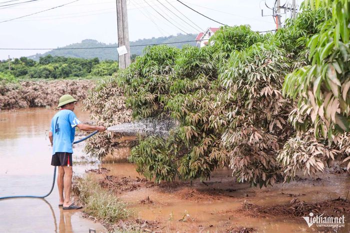 Người dân phường Phượng Sơn vệ sinh và chăm sóc cây vải thiều ngay khi nước rút.
