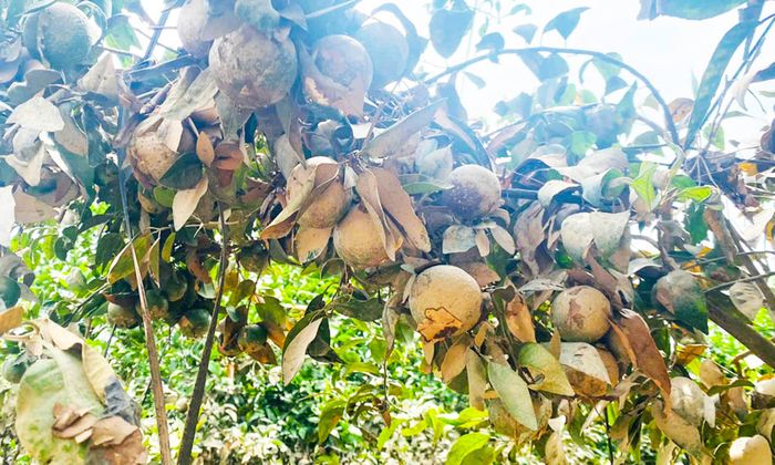 Vườn cam của gia đình chị Lâm Thị Bình, phường Phượng Sơn bị thiệt hại nặng sau lũ.