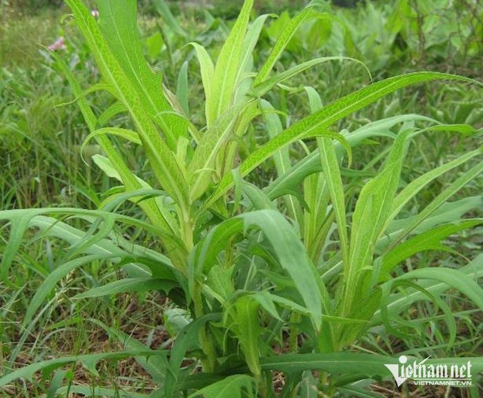 Cây bồ công anh. Ảnh: N. Huyền 