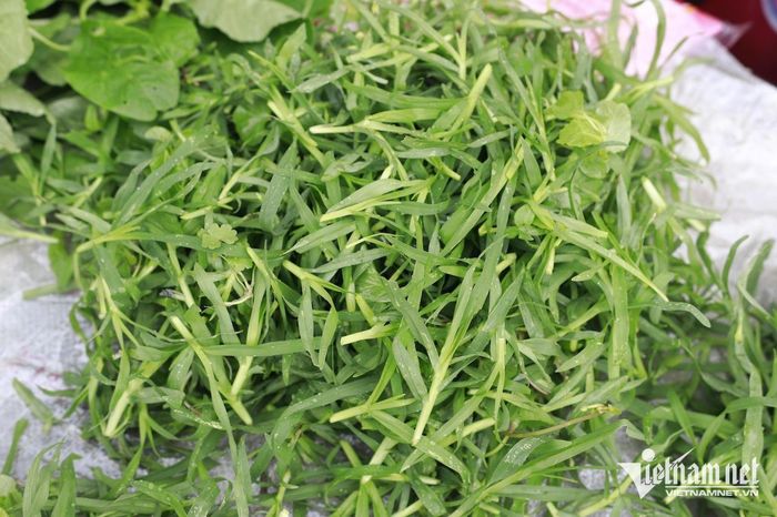 Cỏ mần trầu. Ảnh: N. Huyền