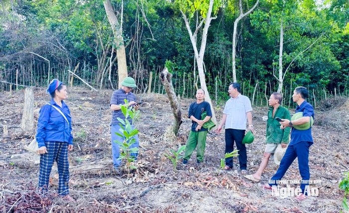 Cán bộ xã Yên Hòa kiểm tra mô hình trồng cây bo bo. Ảnh: Mai Hoa
