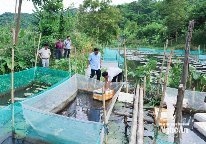 Cán bộ xã Yên Hòa kiểm tra mô hình nuôi ốc bươu đen tại bản Hội Nguyên. Ảnh: Mai Hoa