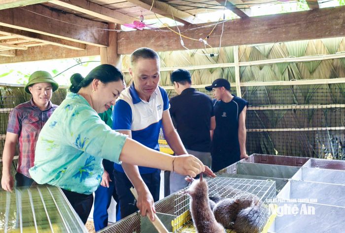 Mô hình hỗ trợ nuôi dúi tại xã Yên Hoà đang được phát triển tốt. Ảnh Mai Hoa