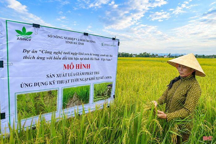 Bà Đặng Thị Đàn (thôn Đình Phùng, xã Thiên Cầm) ứng dụng phương pháp tưới ngập - khô xen kẽ trên đồng ruộng.