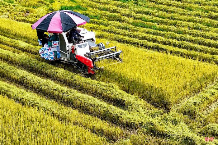 Máy gặt trên cánh đồng tập trung của xã Đồng Tiến. Ảnh Mạnh Hùng