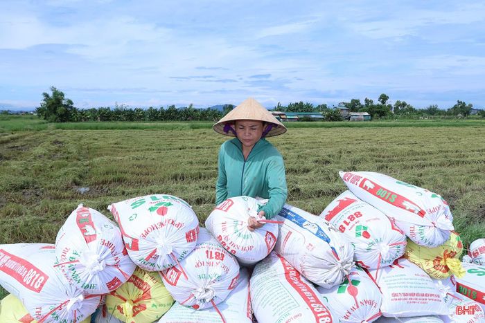“Thời tiết không ủng hộ nên thu hoạch xong, gia đình bán một phần lúa tươi, phần còn lại đưa đi sấy. 1 tấn lúa đưa đi sấy cũng chỉ từ 500 đến 650 ngàn đồng tiền công nên cũng thuận lợi” - bà Lục chia sẻ.