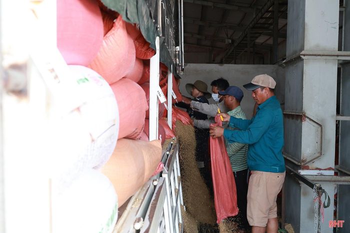 Việc chủ động kết nối từ thu mua, sấy đến tiêu thụ đang góp phần giải quyết nhanh lượng lúa sau thu hoạch, giảm áp lực phơi, bảo quản cho người dân. Qua đó, tạo thêm điều kiện để nông dân tranh thủ thời tiết thuận lợi, đưa vụ hè thu về đích đúng kế hoạch.