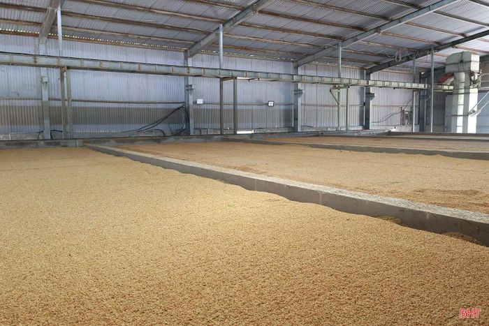 Nhu cầu bán lúa tươi và sấy lúa tăng cao nên hơn một tuần qua, lò sấy Cúc Thông của Công ty TNHH Hoàng Huy HT, xã Đông Kinh hoạt động liên tục với công suất khoảng 150 tấn lúa/ ngày đêm. Cùng với dịch vụ sấy, vụ hè thu năm nay, công ty dự kiến thu mua khoảng 2.000 tấn lúa tươi, góp phần giải quyết đầu ra cho nông dân trong khâu tiêu thụ.