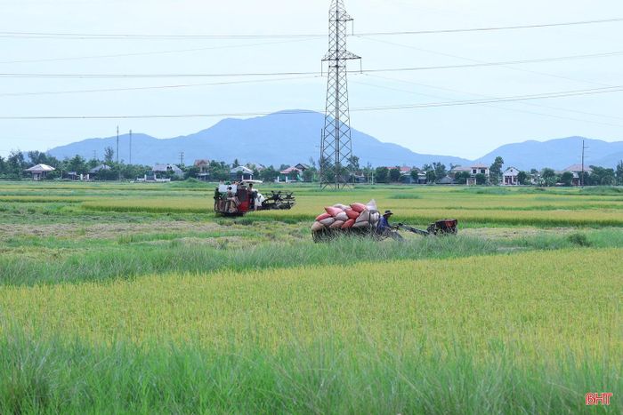 Gia đình bà Nguyễn Thị Lục, thôn Hồng Thái, xã Thạch Lạc có gần 2 mẫu lúa thu hoạch cùng thời điểm. Mưa, nắng đan xen khiến việc phơi lúa gặp nhiều khó khăn. Vì vậy, bà đã chủ động liên hệ với cơ sở sấy trên địa bàn, vừa bán một phần lúa tươi, vừa sấy số còn lại để bảo đảm chất lượng lúa sau thu hoạch.