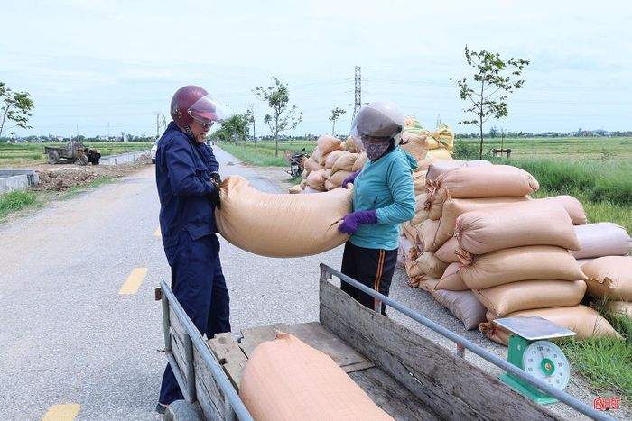 Người dân đưa lúa tươi đến điểm thu mua của bà Tám để bán và vận chuyển đi sấy.