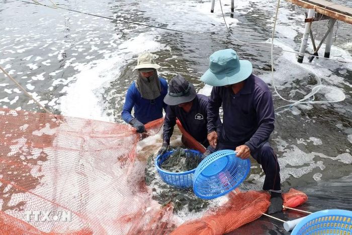 Theo kịch bản điều chỉnh của tỉnh, quý 3 đặt mục tiêu tăng trưởng GRDP lên tới 12,77%; trong đó khu vực nông, lâm nghiệp và thủy sản tăng 4,56%. (Ảnh: Ảnh: Thanh Hòa/TTXVN)