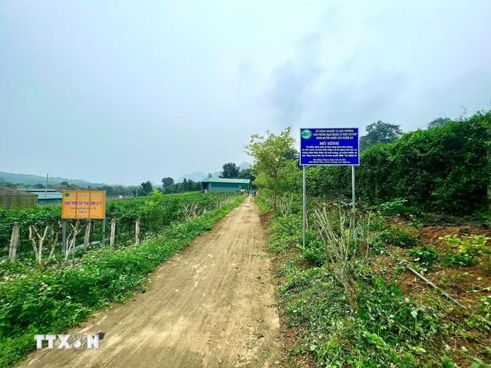 Công ty Cổ phần Dược liệu Pù Mát kết hợp giữa vùng trồng dược liệu để phát triển du lịch canh nông, thu hút khách du lịch. (Ảnh: TTXVN phát)