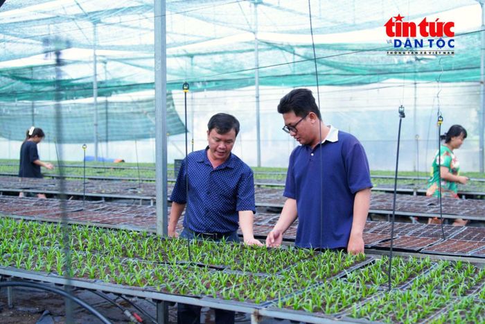 Từ phòng nuôi cấy mô, cây giống dứa MD2 tiếp tục được dưỡng và thích nghi trước khi đưa vào sản xuất.