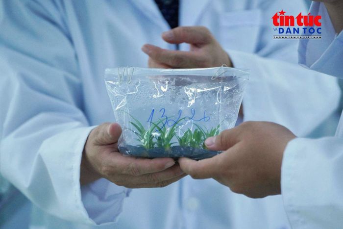 Kỹ thuật viên theo dõi quá trình sinh trưởng của cây dứa MD2 trong phòng nuôi cấy mô.