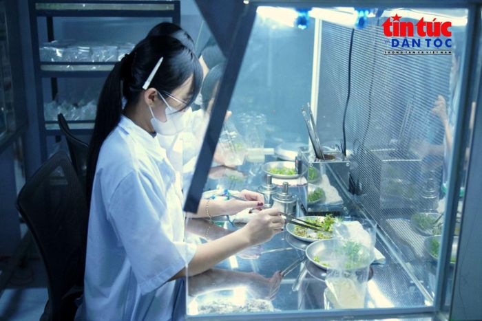 Các chồi dứa MD2 được kỹ thuật viên phân tách, chọn lọc trước khi đưa vào môi trường dinh dưỡng nhân tạo.