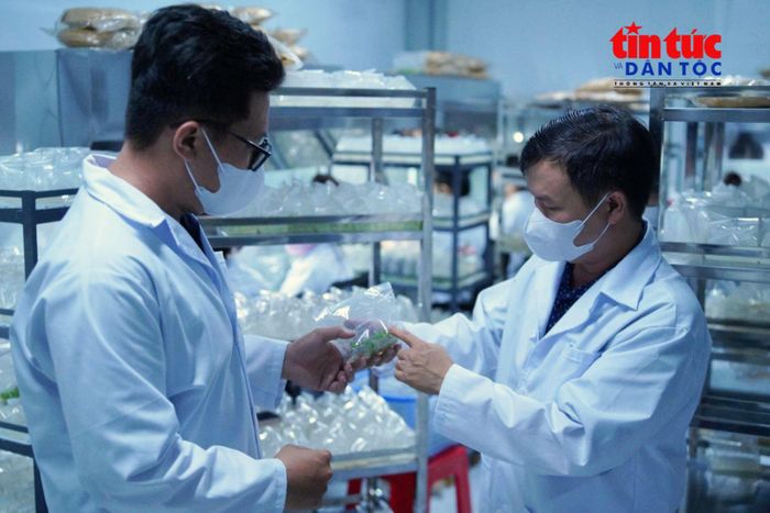 Những cây dứa MD2 sau khi nhân giống được đưa vào môi trường nuôi dưỡng, theo dõi sinh trưởng và kiểm soát chất lượng trước khi chuyển ra vườn thích nghi với điều kiện tự nhiên.